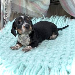 Todd - Piebald male Dachshund puppy in Decatur, Mississippi from KP Dachshunds