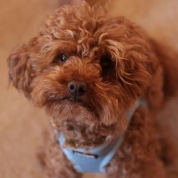 Cavapoos from Dottie's Doodles