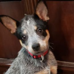 Australian Cattle Dogs from Dennison Family Farms