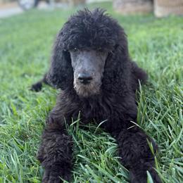 Silver Beard - Blue male Poodle puppy in Hesperia, California from Whitesock Standard Poodles