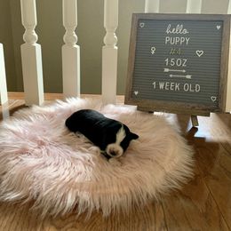 Miniature Australian Shepherd Puppies from 5 Star Mini Aussies