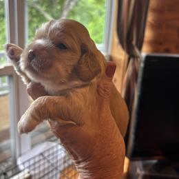 Boy 1 - Buff male Cocker Spaniel puppy in Sautee Nacoochee, Georgia from Candy's Cockers