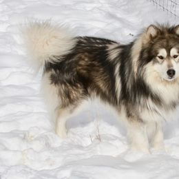 Yukon - Siberian Husky