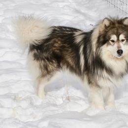 Yukon - Siberian Husky