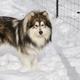 Yukon