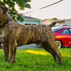 Boerboels from Golden State Boerboels