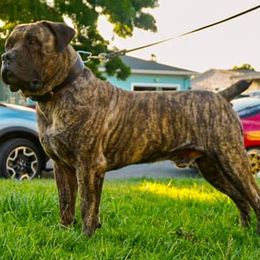 Boerboels from Golden State Boerboels