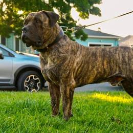 Boerboels from Golden State Boerboels