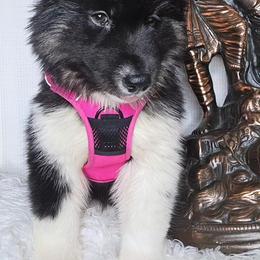 Siberian Husky Puppies from Springfield Huskies