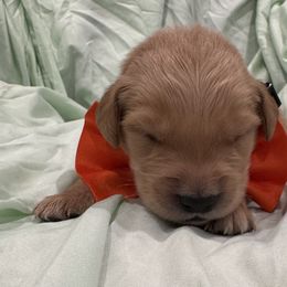 Mr Potato Head:Orange Collar - Dark golden male Golden Retriever puppy in Monterey, Tennessee from Lawson’s Green Acres Goldens and Doodles