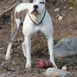 Jada - American Bulldog