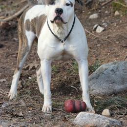 Jada - American Bulldog