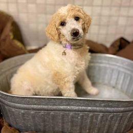 Poodle Puppies from Old Wire Puppies