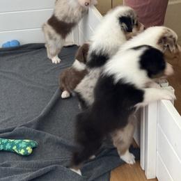 Australian Shepherd Puppies from Fly by Nite Australian Shepherds