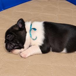 Boy 1 - White and brindle male French Bulldog puppy in Cleveland, Ohio from Pleasant Valley French Bulldogs