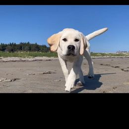 Labrador Retriever Puppies from Red Barn Farm Labradors - Made in Vermont