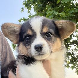 Poppy - Black and tan female Pembroke Welsh Corgi puppy in Sidney, Ohio from Cozy Corgi Ranch