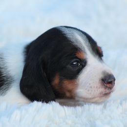 Jerry - Piebald Dachshund puppy in Windsor, Colorado from Murry’s minis