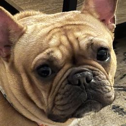 Billie - French Bulldog