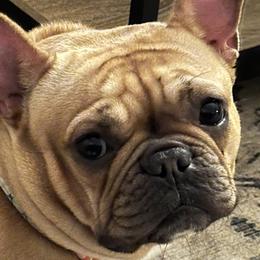 Billie - French Bulldog