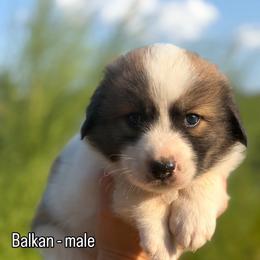 Balkan - Tri-color male Karakachan puppy in Hogansville, Georgia from Goshen Highlands