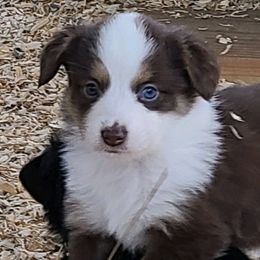 Miniature American Shepherds and Miniature Australian Shepherds from 4MLA STABLES