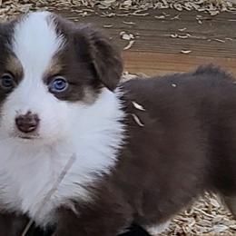 Miniature American Shepherds and Miniature Australian Shepherds from 4MLA STABLES