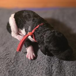 Girl 3 - female Poodle puppy in Blue Ridge, Georgia from Beltane Standard Poodles