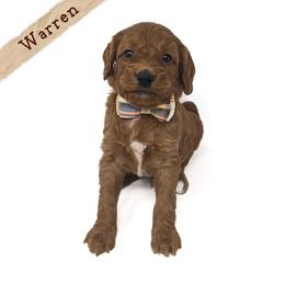 Warren - Red male Bernedoodle puppy in Crawfordsville, Indiana from Winding Creek Ranch Doodles