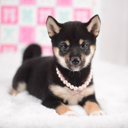 Sakura Black and Tan Girl - Black and tan female Shiba Inu puppy in Neosho, Missouri from Sunny Terrace Shibas