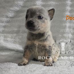 Doc - Blue male Australian Cattle Dog puppy in Silsbee, Texas from Rockin ND Ranch
