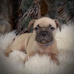 Boy 2 - Fawn male French Bulldog puppy in Mayo, Florida from Lyons Heart Pups