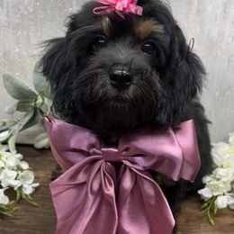Shadow - Black and tan female Cockapoo puppy in West Plains, Missouri from The Royal Kennel