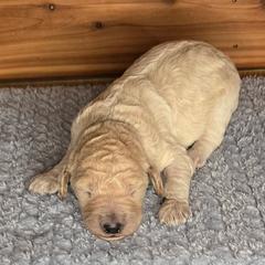 Pebbles - White female Irish Doodle puppy in Bonifay, Florida from Heavenly Poodles