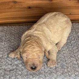 Pebbles - White female Irish Doodle puppy in Bonifay, Florida from Heavenly Poodles