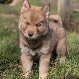 Caramello - Red and white female Siberian Husky puppy in Coshocton, Ohio from Wyant Farms