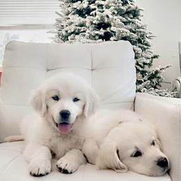 Golden Retriever Puppies from Golden Retrievers by Tiffany Ruthy