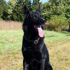 Marc - German Shepherd