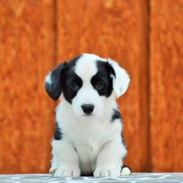 Cardigan Welsh Corgi Puppies from Grandiose Cardigan Welsh Corgis