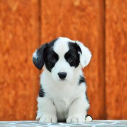 Cardigan Welsh Corgi Puppies from Grandiose Cardigan Welsh Corgis