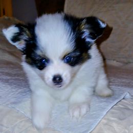 Papillon Puppies from Koh Tang Kennels