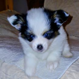 Papillon Puppies from Koh Tang Kennels