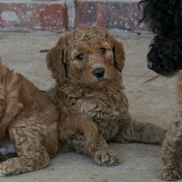 Goldendoodles from Spoiledrottn4u