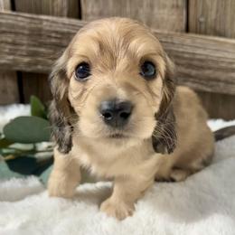 English Cream - Cream male Dachshund puppy in Nampa, Idaho from Long_and_Low_Dachshunds