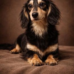 Patsy - Dachshund