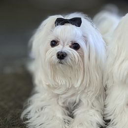 Lily - Maltese