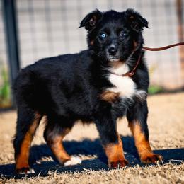 Quest - Black tri-color female Australian Shepherd puppy in Pima, Arizona from Lazy D Ranch Australian Shepherds