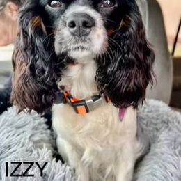 Izzy - Cavalier King Charles Spaniel