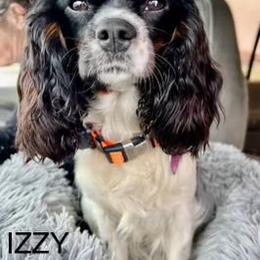 Izzy - Cavalier King Charles Spaniel
