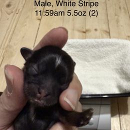 Depot - Shih Tzu puppy from Little Lion Puppies